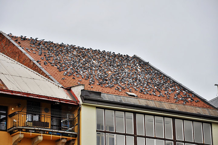 A2B Pest Control are able to install spikes to deter birds from roofs in Jarrow. 