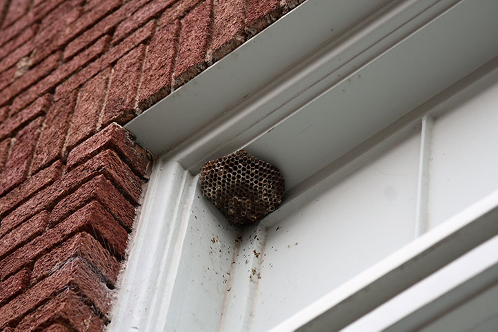 We provide a wasp nest removal service for domestic and commercial properties in Jarrow.